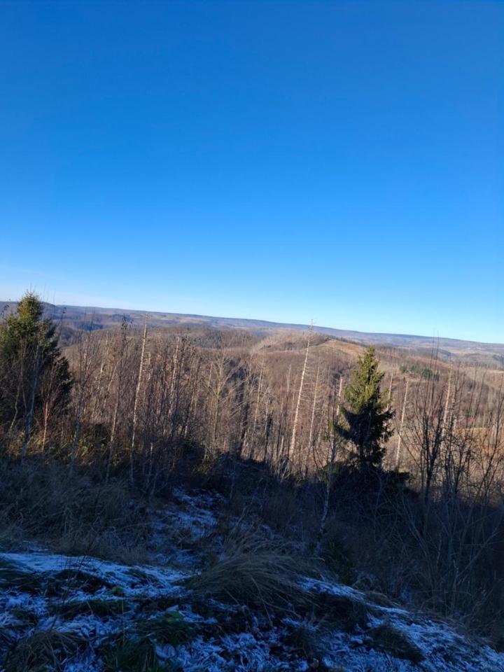 Hochwald Appartement Bad Sachsa Eksteriør billede