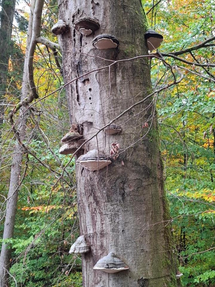 Hochwald Appartement Bad Sachsa Eksteriør billede