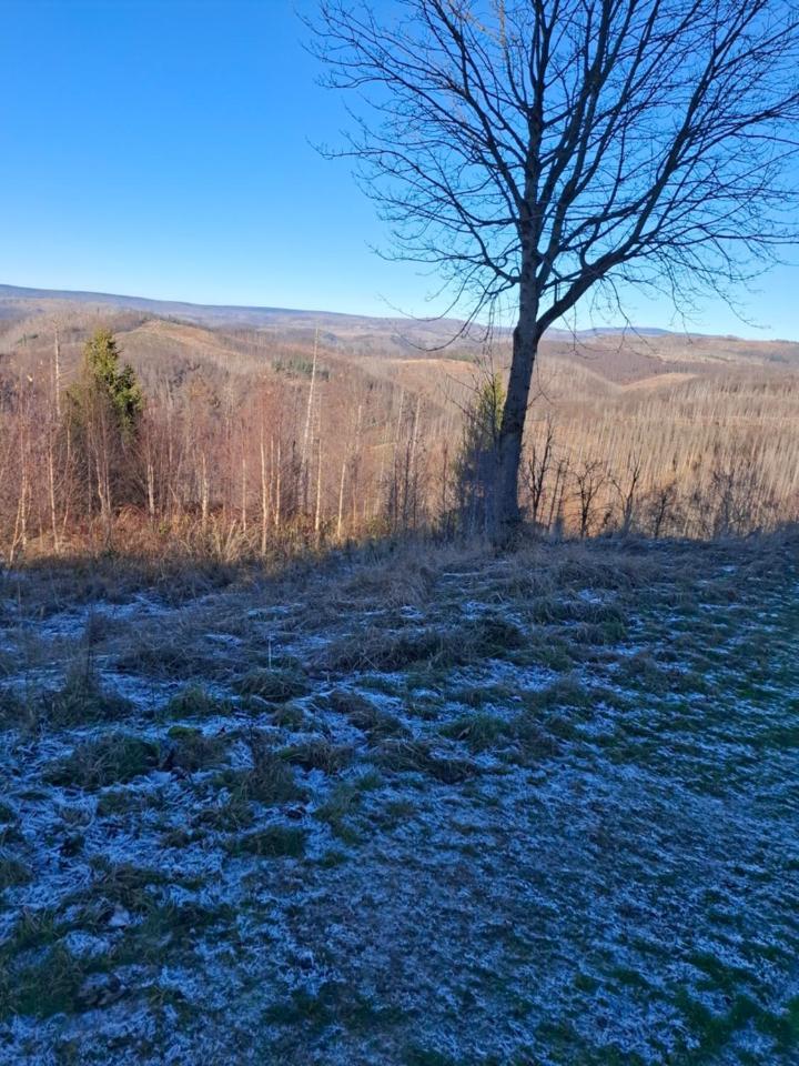 Hochwald Appartement Bad Sachsa Eksteriør billede