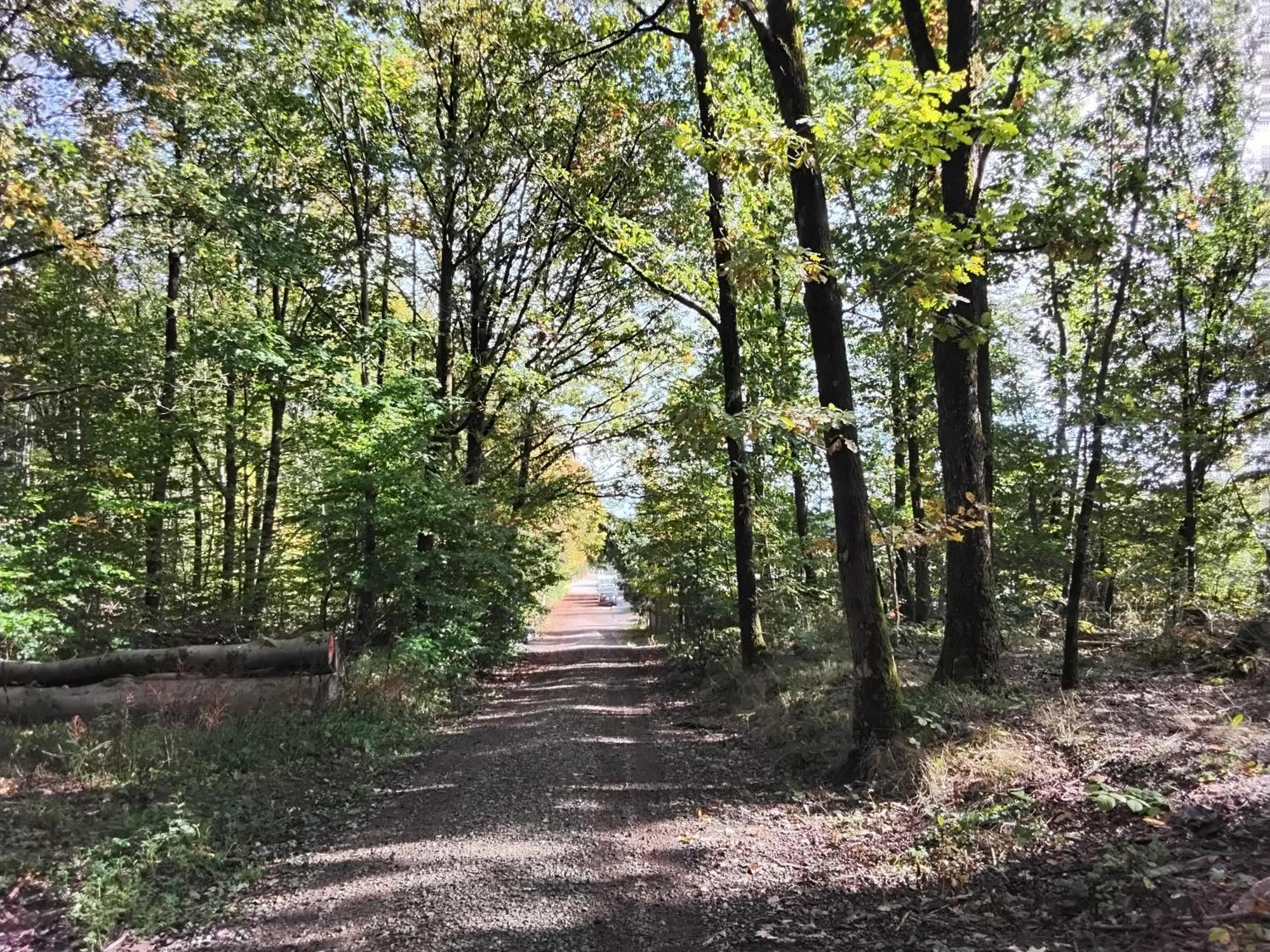 Hochwald Appartement Bad Sachsa Eksteriør billede